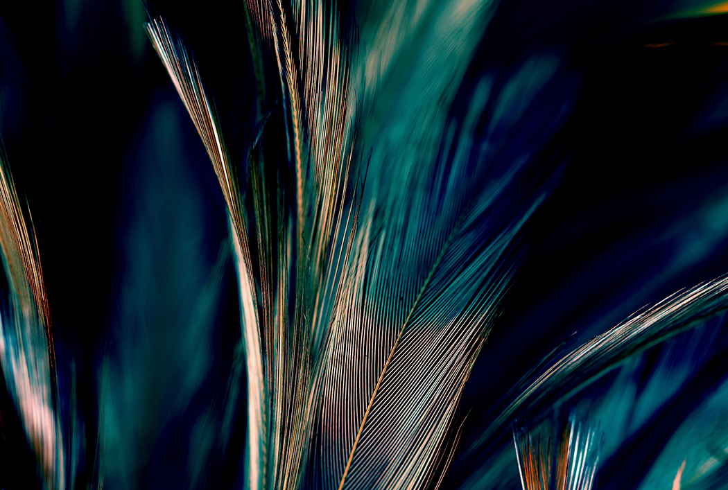 Cuadro de Arte Feathers – Cuadros y Arte | Entrega en Bogotá y Todo Colombia · imagen 2