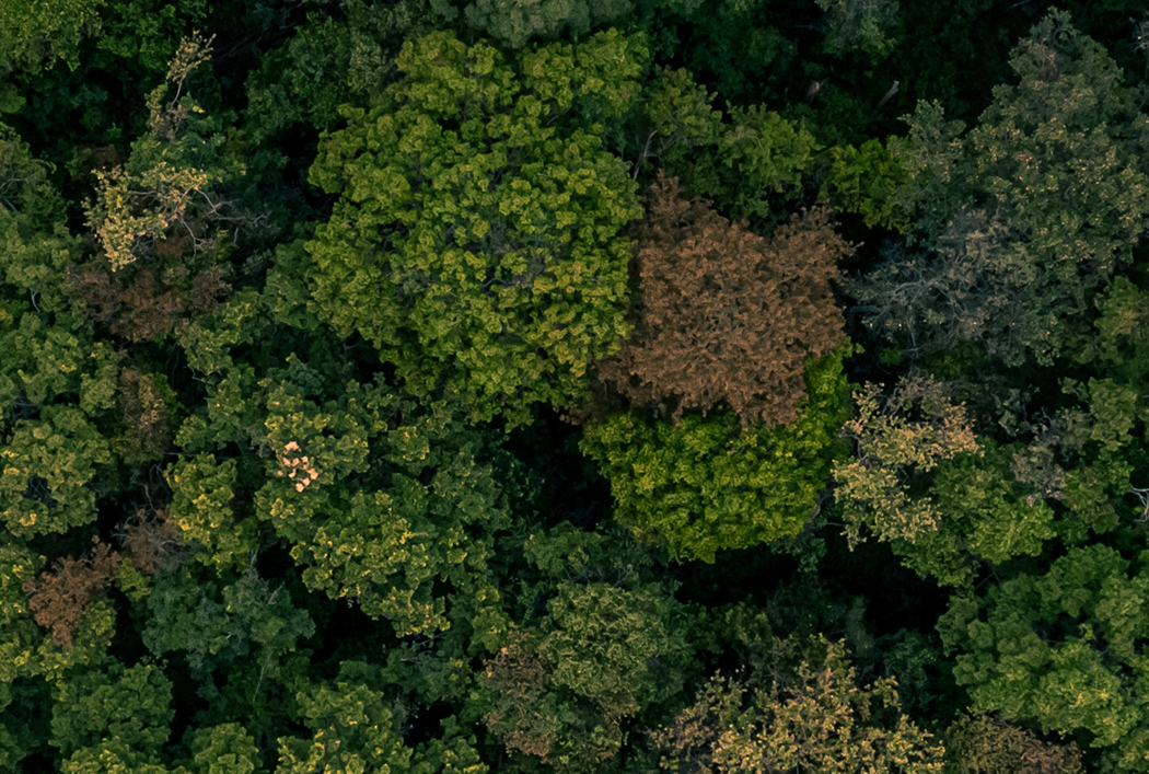 Obra de Arte Mangrove – Cuadros y Arte | Decoración de Alto Impacto · imagen 2